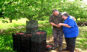 Sélection des fruits avec OLIVIER Arboriculteur